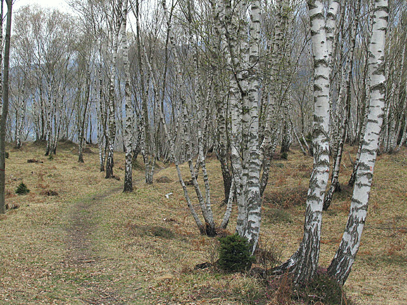 Betula pendula Roth / Betulla verrucosa